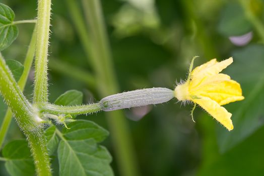 Small cucumber with yellow flower and tendrils