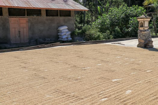 freshly harvested rice seeds are laid out for drying in the sun before processing.