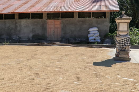 freshly harvested rice seeds are laid out for drying in the sun before processing.