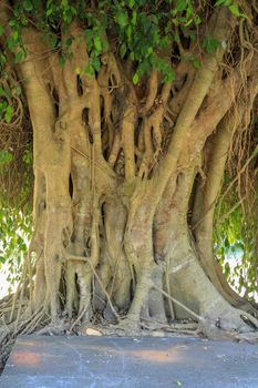 Closeup of banyan tree trunk roots with carvings. Roots of a tree and trunk. interesting tree trunk in tropical forest.