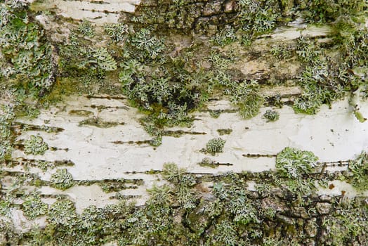 White birch bark texture with moss close-up