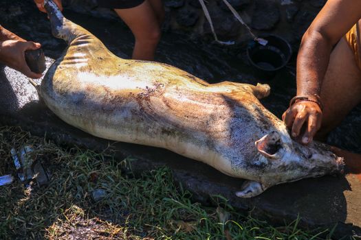 Butcher killed black pig for old traditional ceremony in Bali, Indonesia.