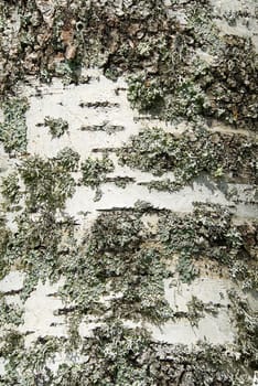 White birch bark texture with moss close-up