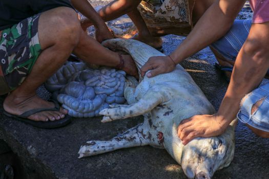 slaughtered and eviscerate pig preparing for spit roast a common and famoust outdoor cooking food in Bali, Indonesia.