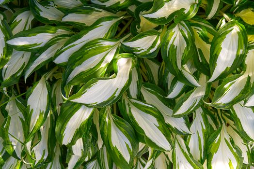 Plantain lilies, Hosta plant in the garden. Close-up green and white leaves, background