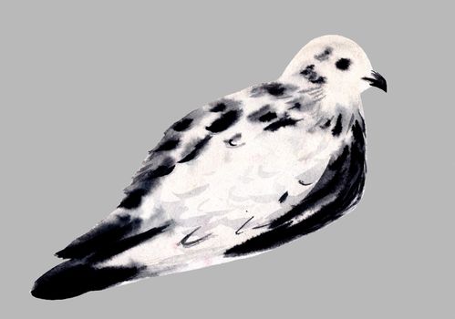 White and black dove isolated. Pigeon bird. Hand drawn watercolor illustration.