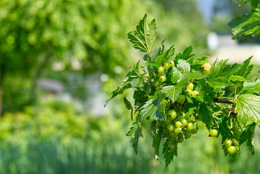 Unripe red currant on a bush, Maturing of berries in garden