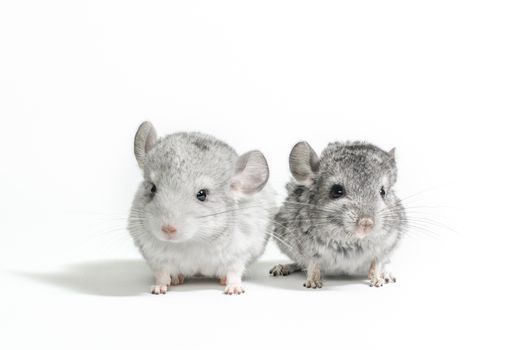 two little chinchilla cubs on a white background