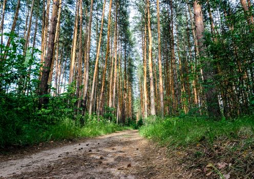 tall pine trees and road in the forest without people hiking walk trip