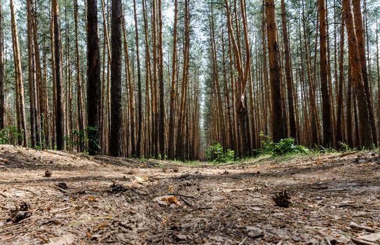 tall pine trees and road in the forest without people hiking walk trip