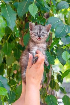 removing a tabby screaming kitten from a tree