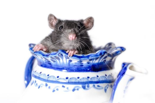 gray rat in a white and blue teapot on a light background