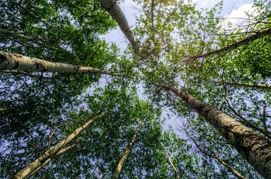 bottom view of tall trees in the forest against the sky and clouds nature background