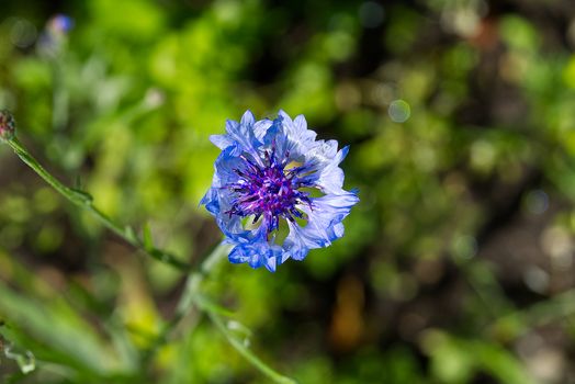 Blooming mountain knapweed Centaurea montana, The Estonian national flower is the cornflower