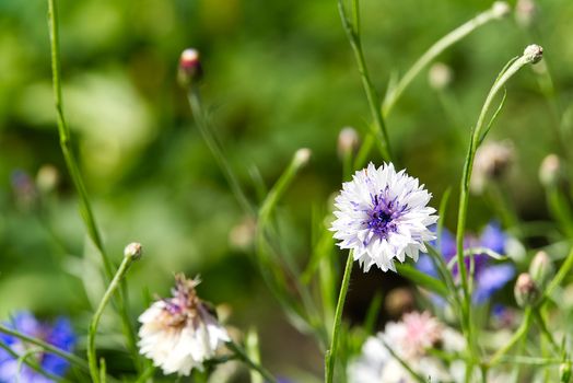 Blooming white mountain knapweed Centaurea montana, The Estonian national flower is the cornflower