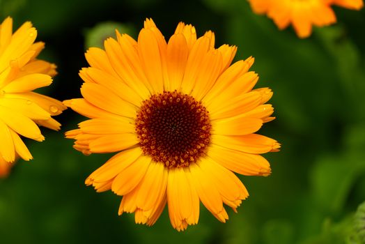 Calendula flower with leaves, Calendula officinalis or english marigold on blurred green background. Close up macro of medicinal kalendula herb