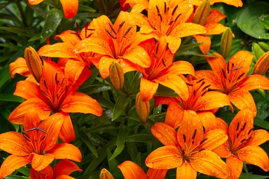 Orange lily flower close-up shoot in garden