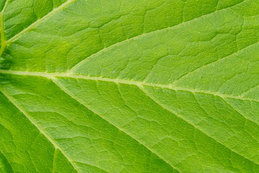 Large leaf pumpkin close-up shoot. texture of pumpkin leaves