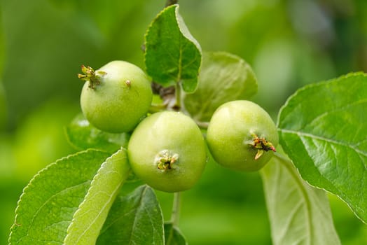 Young green apples with on a branch. close-up shoot