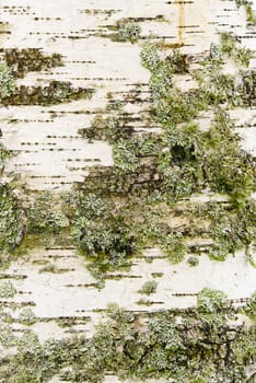 White birch bark texture with moss close-up