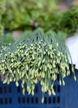 Chinese chive flower on a blue basket For sale