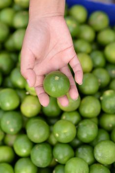 A woman's hand holding a lime And have a blurry limes in the background