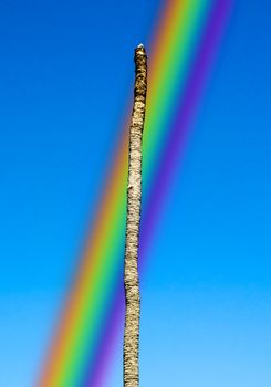 Dead coconut and rainbow in the blue sky
