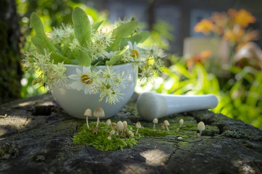 Small toadstools growing on green moss in front of a pestle and mortar filled with fresh white daisies, linden flowers and leaves for alternative medicine on an old wooden bench in close up