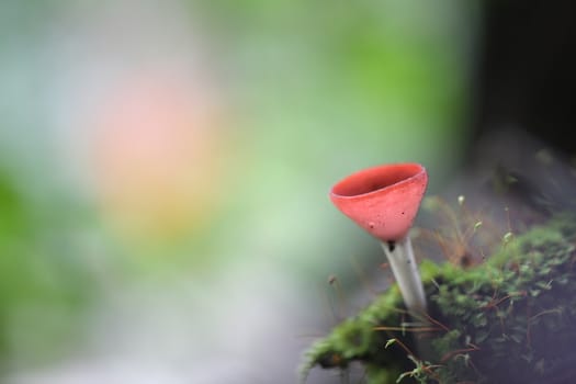 Cookeina sulcipes Fungi cup in close up