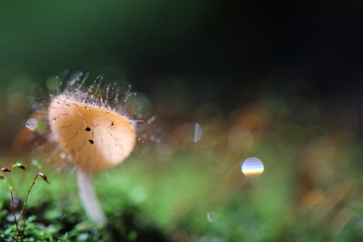 Cookeina sulcipes Fungi cup in close up