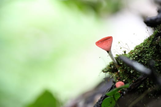 Cookeina sulcipes Fungi cup in close up