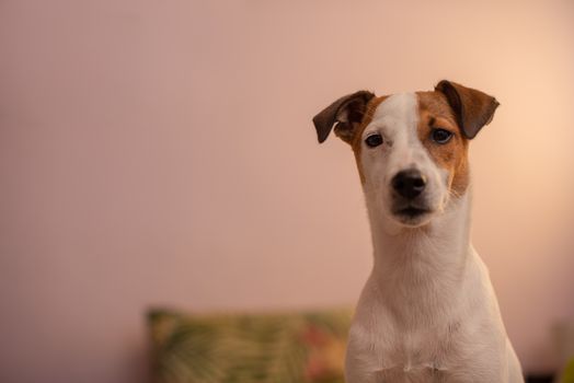 Close up portrait of dog sitting on bed