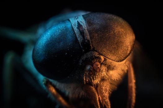 Horsefly or Gadfly or Horse Fly Diptera Insect Macro. Selective focus. Mixed light