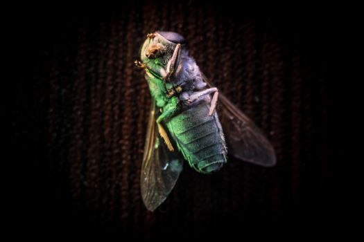 Horsefly or Gadfly or Horse Fly Diptera Insect Macro. Selective focus. Mixed light