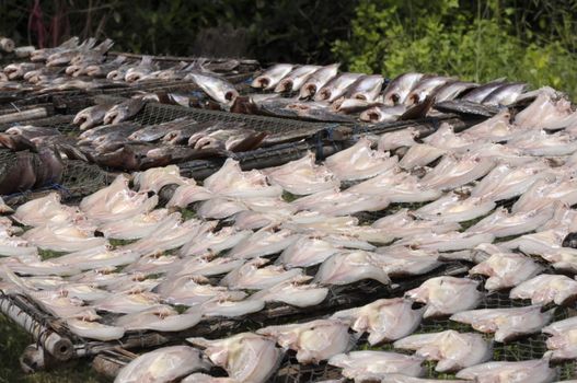 Dried salted fish, Nile tilapia, Local cuisine of Thailand