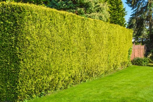 High hedge and green lawn along back yard of residential house