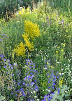 Blossom wild flowers on the meadow