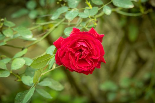 The red rose blossoms with its head facing the camera with vintage background