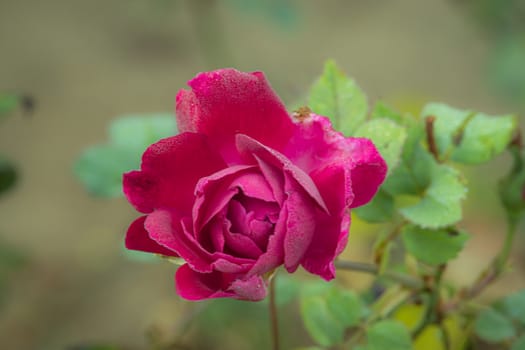 During winter, the pink rose flower blossomed with dew and vintage background