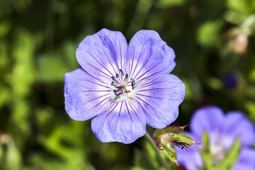 Geranium x oxonianum 'A T Johnson' a blue herbaceous springtime summer flower plant commonly known as cranesbill
