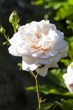 Rose Penny Lane 'Hardwell' a springtime summer pink flower fragant climber
