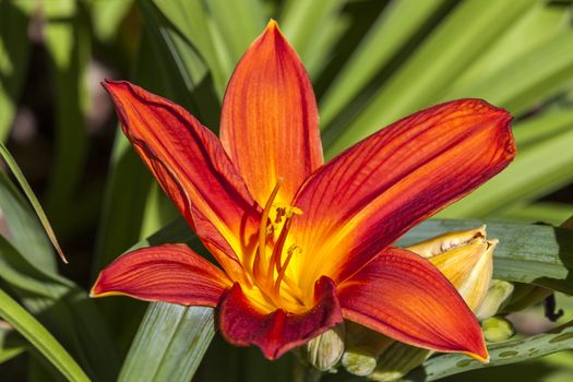 Hemerocallis 'Buzz Bomb' a spring flowering plant commonly knowm as daylily