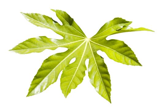 Fatsia Japonica a green leaf semi evergreen shrub commonly known as castor oil plant cut out and isolated on a white background