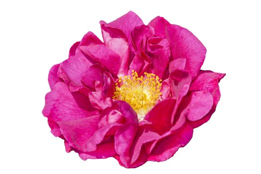 Rose gallica var. officinalis a springtime summer red flower shrub coomonly knowm as old red damask cut out and isolated on a white background