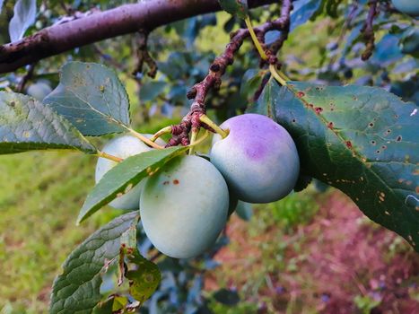 Immature plums on the branch begin to ripen. Plum orchard. Zavidovici, Bosnia and Herzegovina.