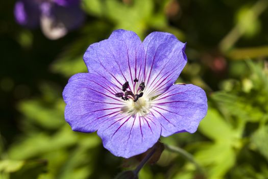 Geranium Rozanne 'Gerwat' a blue herbaceous springtime summer flower plant commonly known as cranesbill