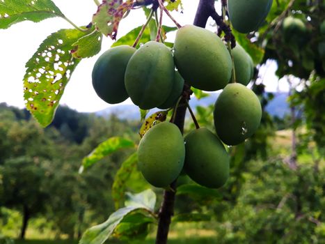 Green, unripe plums on a branch. Zavidovici, Bosnia and Herzegovina.