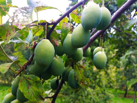 A group of green unripe plums on a branch with water droplets, with a strong light in the background. Zavidovici, Bosnia and Herzegovina.
