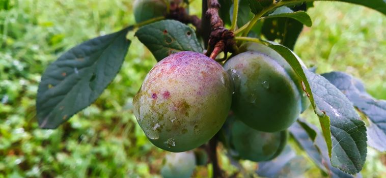 Banner, close up, green plums that have started to get color with water droplets on them. Zavidovici, Bosnia and Herzegovina.