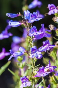 Penstemon heterophyllus 'Heavenly Blue' a blue herbaceous springtime summer flower plant commonly known as beardtongues